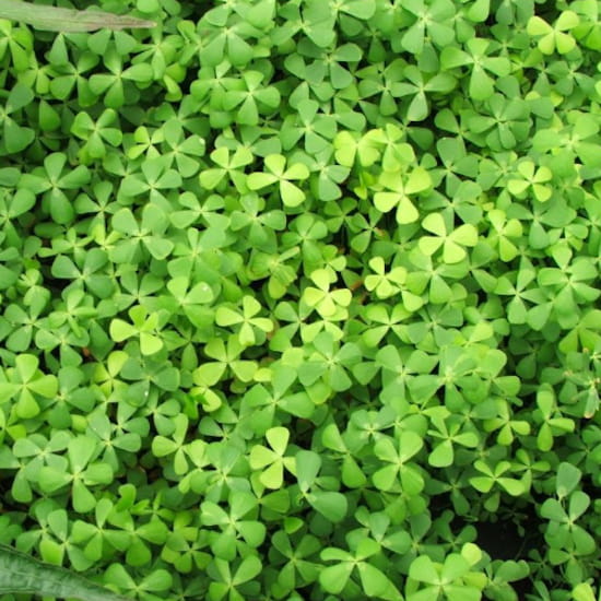 Marsilea Crenata in vitro kubek 10 cm